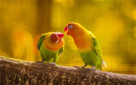 Zwei Papageien, Baumzweig , Unschärfe HD Hintergrundbilder