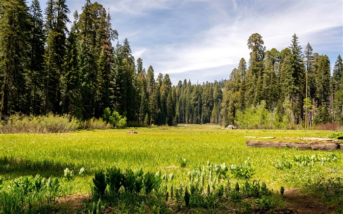 USA, Kalifornien, Sequoia National Park, Wald, Bäume, Gras Hintergrundbilder Bilder