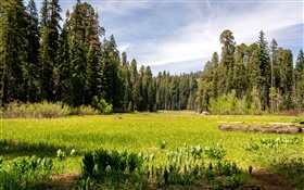 USA, Kalifornien, Sequoia National Park, Wald, Bäume, Gras HD Hintergrundbilder