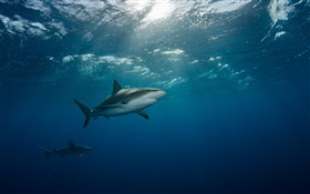 Unterwasser , Meer, Hai, Schwimmen HD Hintergrundbilder