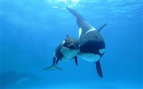Wale, Meer, Mutter und Kind HD Hintergrundbilder