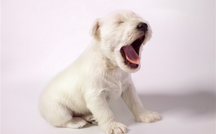 Weißer Hund, niedliche Welpen Gähnen HD Hintergrundbilder Tiere