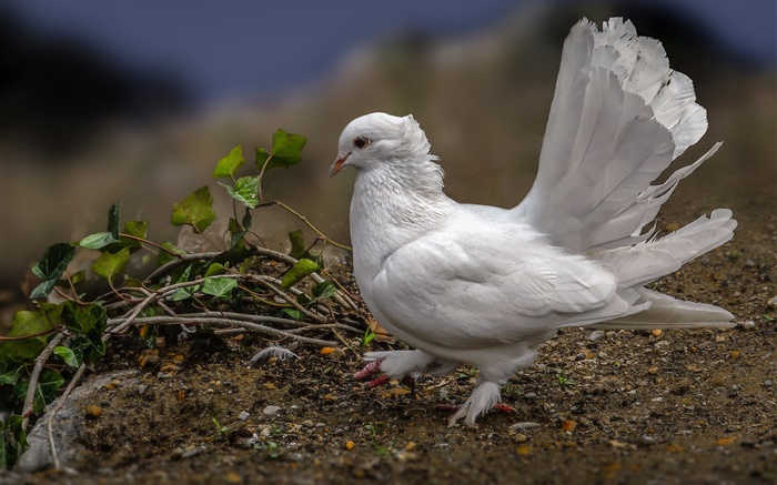 Weiße Taube, Federn, Vogel Hintergrundbilder Bilder