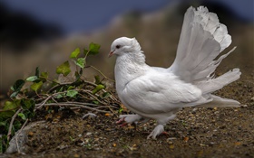 Weiße Taube, Federn, Vogel HD Hintergrundbilder