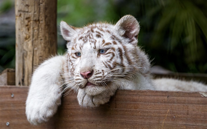 Weiße Tiger, große Katze, blaue Augen Hintergrundbilder Bilder