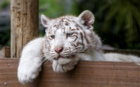 Weiße Tiger, große Katze, blaue Augen HD Hintergrundbilder