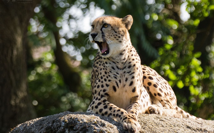 Wildkatze , Gepard, Gähnen Hintergrundbilder Bilder