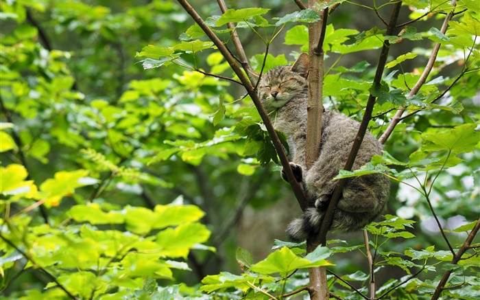 Wilde Katze im Baum, grüne Blätter schlafen Hintergrundbilder Bilder