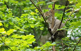 Wilde Katze im Baum, grüne Blätter schlafen