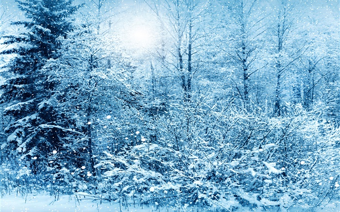 Winter, Bäume, Fichte, weißen Schnee Hintergrundbilder Bilder