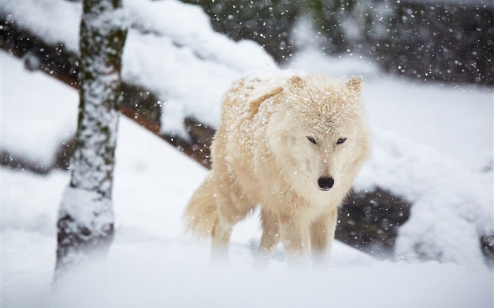 Winter, Wolf, Schnee Hintergrundbilder Bilder