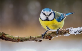Winter, gelb, weiß, blau Federn Vogel HD Hintergrundbilder