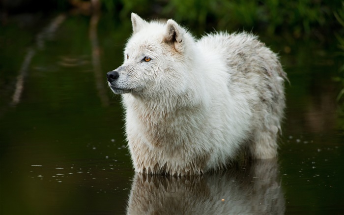 Wolf im Fluss Hintergrundbilder Bilder