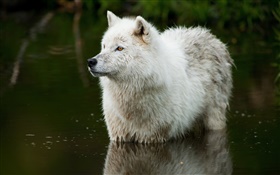 Wolf im Fluss HD Hintergrundbilder