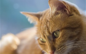 Gelbe Augen Katze, Gesicht HD Hintergrundbilder