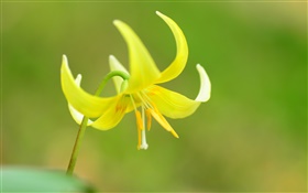 Gelbe Blume Makro, Blütenblätter , Staubblätter HD Hintergrundbilder