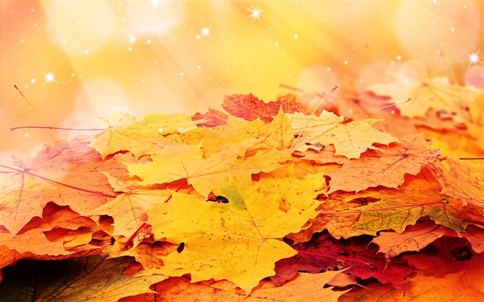 Gelbe Blätter, Herbst, Sterne Hintergrundbilder Bilder