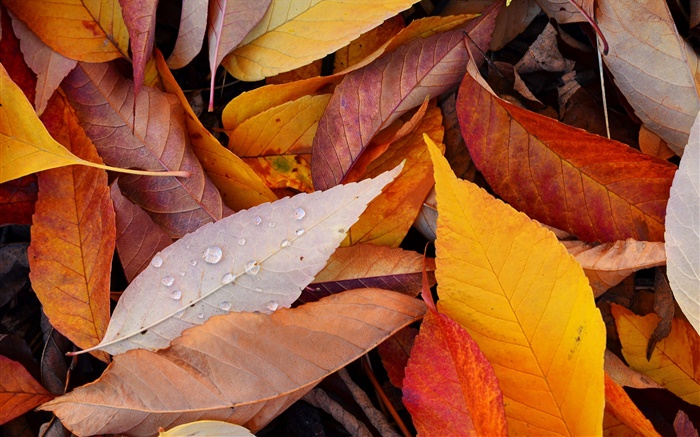Gelbe Blätter, Wassertropfen , Herbst Hintergrundbilder Bilder