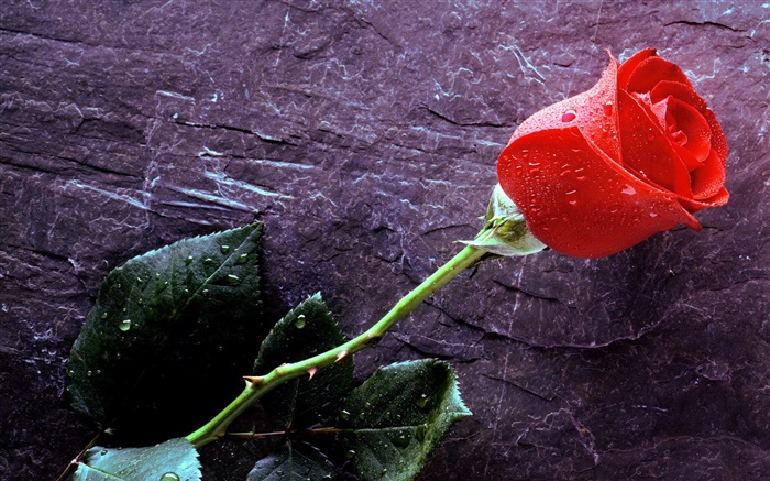 Eine rote Rose, Wassertropfen Hintergrundbilder Bilder