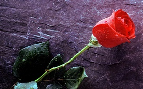 Eine rote Rose, Wassertropfen