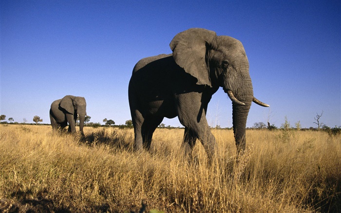 Afrikanischer Elefant Hintergrundbilder Bilder