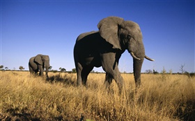 Afrikanischer Elefant HD Hintergrundbilder