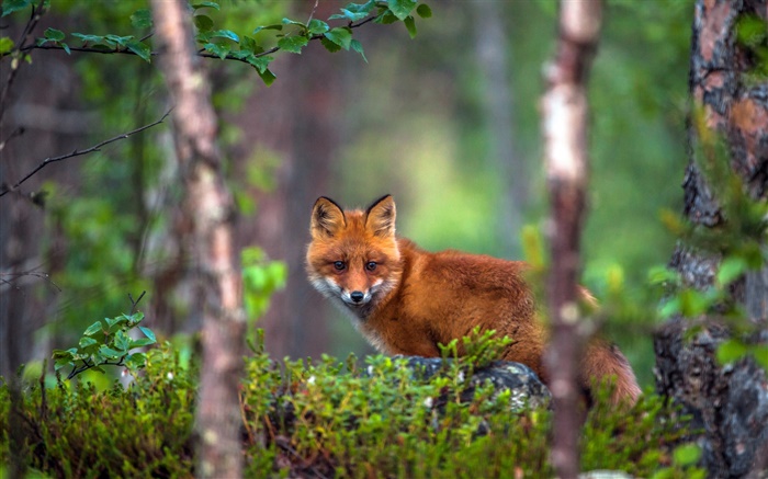 Tier Fuchs im Wald Hintergrundbilder Bilder