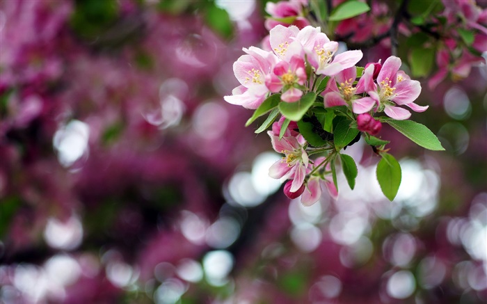 Apfelbaum , rosa Blumen, Frühling, Bokeh Hintergrundbilder Bilder