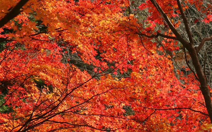 Herbst, schöne Ahornblätter , rote Farbe, Bäume Hintergrundbilder Bilder