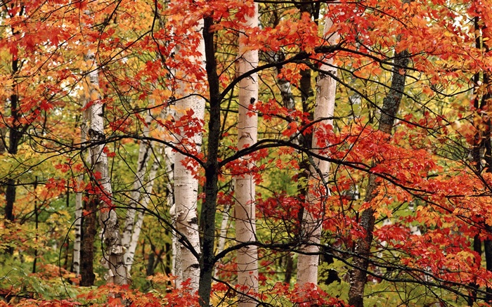 Herbst, Wald, Birke, rote Blätter Hintergrundbilder Bilder