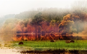 Herbst, Wald, Bäume, Teich, Laub, Nebel, Morgen