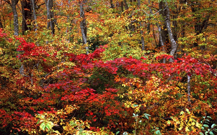 Herbstwald , Zweige, rote und gelbe Blätter Hintergrundbilder Bilder