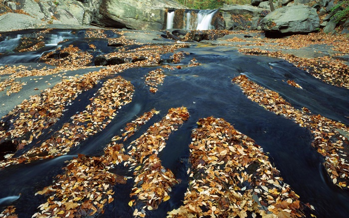 Herbst, viele Blätter, Wasserfall, Bach, Felsen Hintergrundbilder Bilder