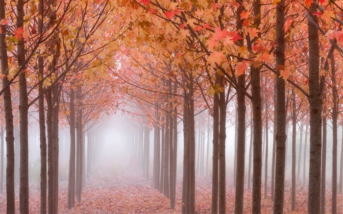 Herbstmorgen , Bäume, rote Ahornblätter , Nebel Hintergrundbilder Bilder