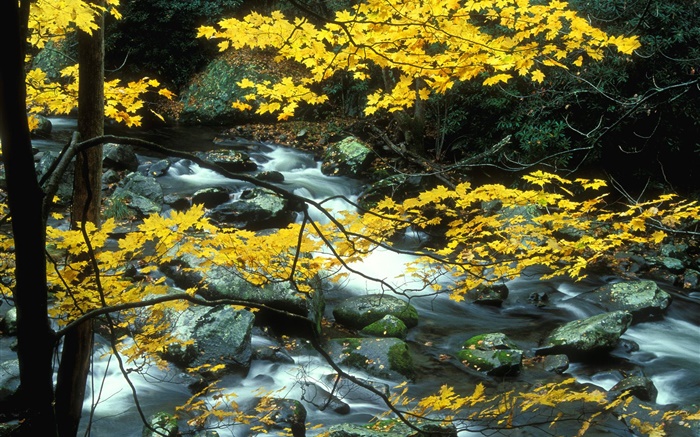 Herbst, Natur Landschaft, gelbe Blätter, Bäume, Bach Hintergrundbilder Bilder