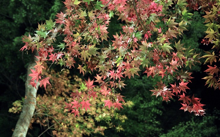 Herbst, Baum, grüne und rote Ahornblätter Hintergrundbilder Bilder
