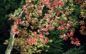 Herbst, Baum, grüne und rote Ahornblätter HD Hintergrundbilder