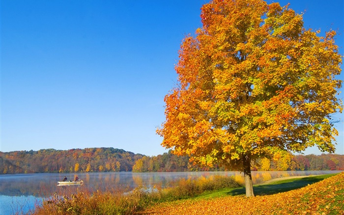 Herbst, Baum, gelbe Blätter, Fluss Hintergrundbilder Bilder