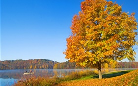 Herbst, Baum, gelbe Blätter, Fluss HD Hintergrundbilder