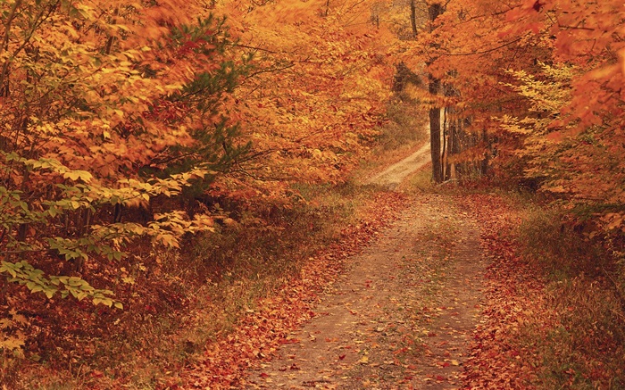 Herbst, Bäume, Straße, rote Blätter Hintergrundbilder Bilder