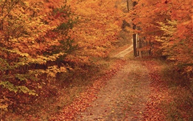 Herbst, Bäume, Straße, rote Blätter
