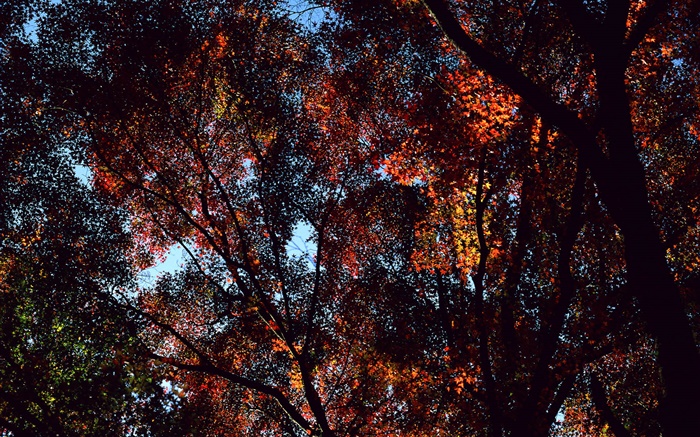 Herbst, Bäume, Sicht von oben, Ahornblätter Hintergrundbilder Bilder