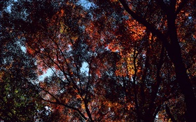 Herbst, Bäume, Sicht von oben, Ahornblätter HD Hintergrundbilder