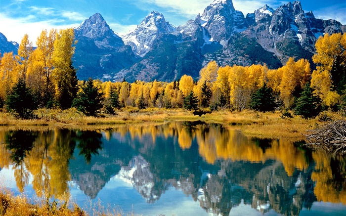 Herbst, Bäume, gelb, See, Gebirge Hintergrundbilder Bilder