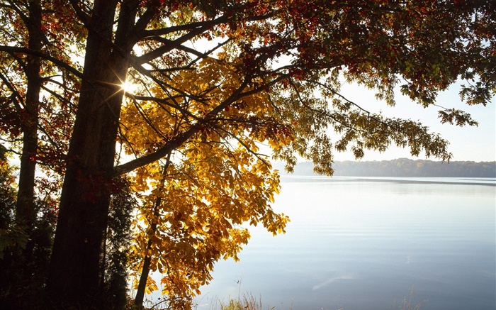 Herbst, gelbe Blätter Baum, See, Sonne Hintergrundbilder Bilder