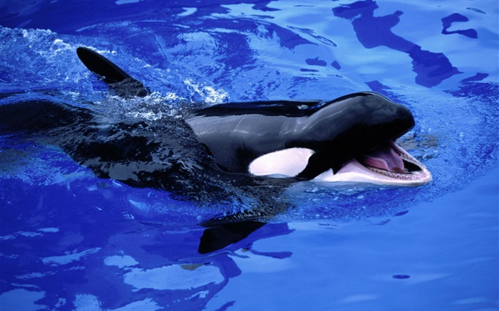 Baby-Wal, Schwertwal, blaues Meerwasser Hintergrundbilder Bilder