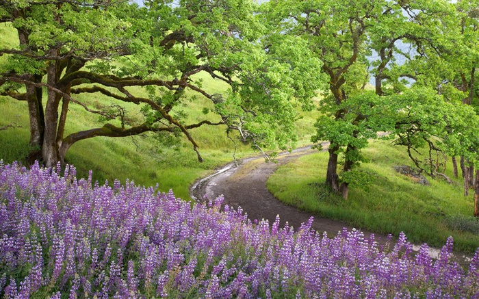 Bald Hills, Redwoods National Park, USA, Bäume, Wildblumen Hintergrundbilder Bilder