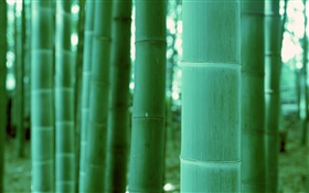 Bambus close-up, Bokeh HD Hintergrundbilder