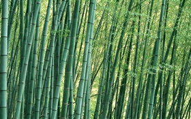 Bambus close-up, Wald, Sommer HD Hintergrundbilder
