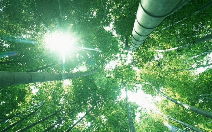 Bambuswald , schauen, Sonne Licht, grüne Blätter Hintergrundbilder Bilder